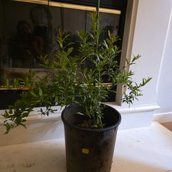 Pomegranate tree