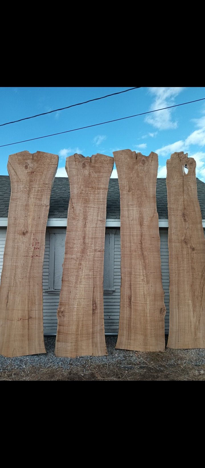Beautiful giant live edge slabs