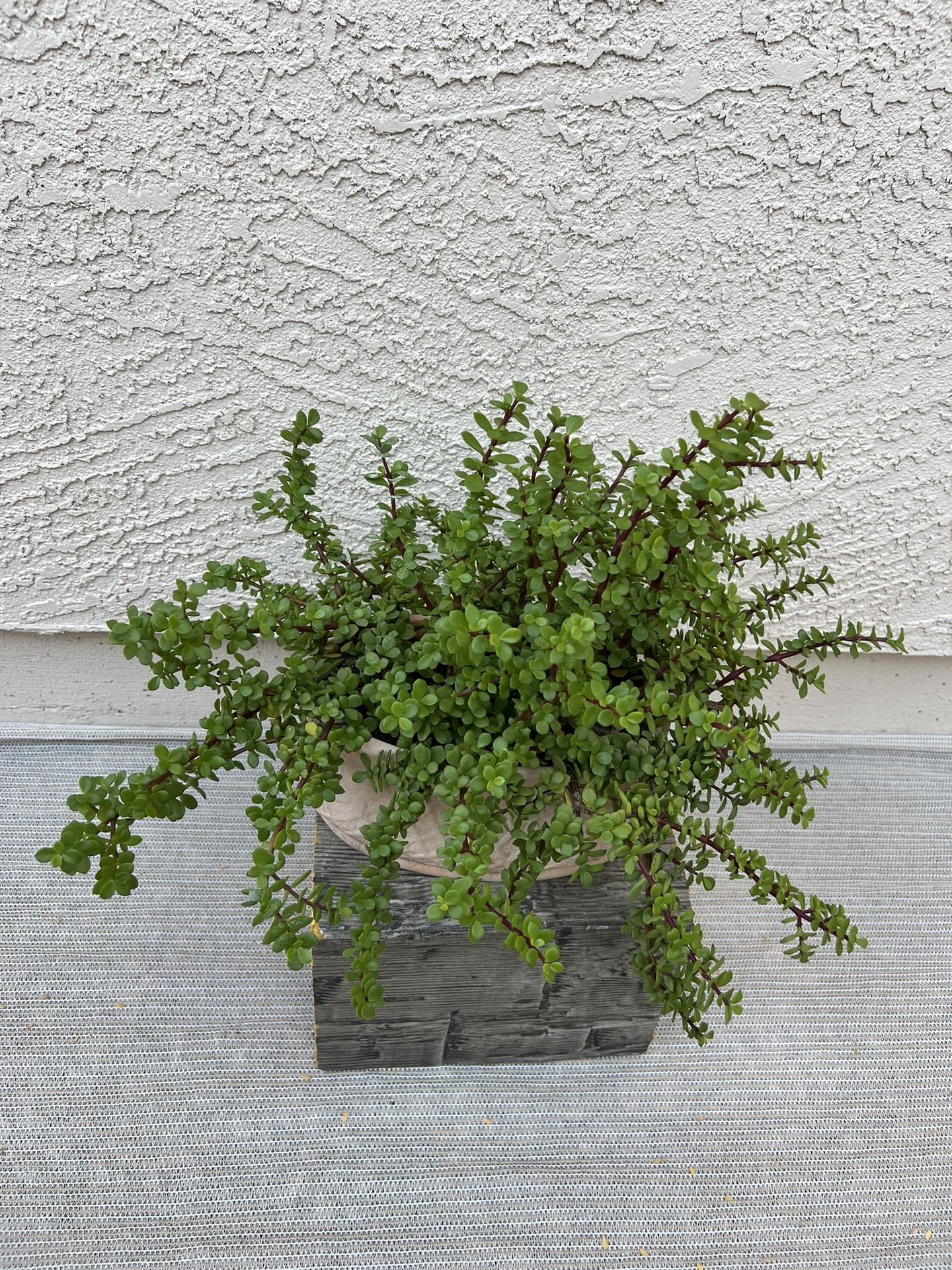 Succulent Live Plant 