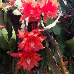 Beautiful Big Flowers Eppiphylums