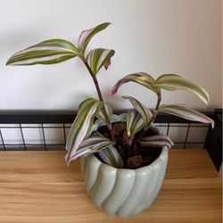 Purple Stripes Indoor Plant