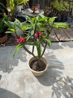 Fuchsia Plumeria