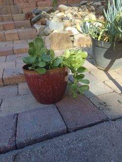 Succulent Plant. Large Pot