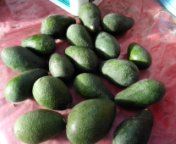 Avocados