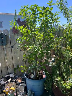 Apple tree