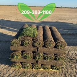 Best QUALITY Sod 