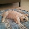 Brandon