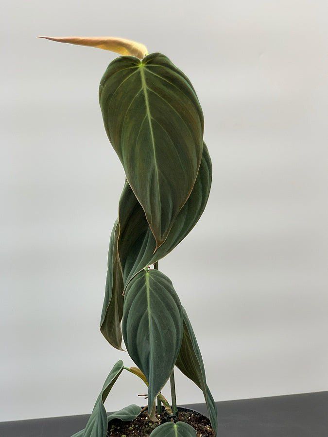 Rare Philodendron Gigas Plant / Indoor Plant/ House Plant 
