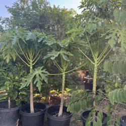 Papaya Fruit Tree
