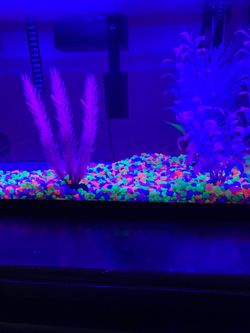 New fish thank