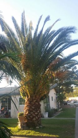 PALM TREE ((PHOENIX CANARIENSIS))