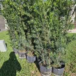 Podocarpus About  6 Feet Tall Full Green  Fertilized  Ready For Planting Instant Privacy Hedge  Same Day Transportation 