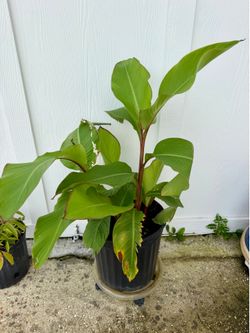 Canna Lily