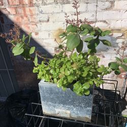 Metal Planter And Plants 