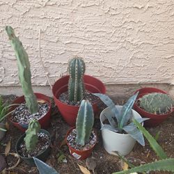 Succulent And Cacti