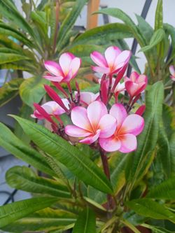Plumeria cuttings