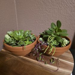 Set of 2 Mini Clay pots with Variety of Live Succulents