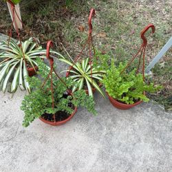 All Types Of Beautiful Plants 