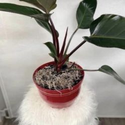 Houseplant Royo Congo Philodendron 