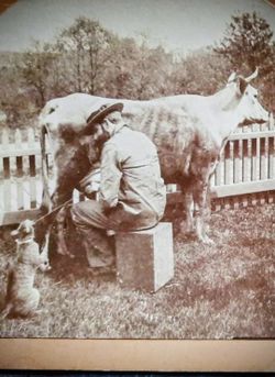STEREOVIEW STEREOGRAPH "AND NICODEMUS WAS FED BY THE WAYSIDE" COW,FARM,CAT 