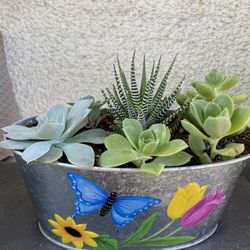 Succulents Arrangement 