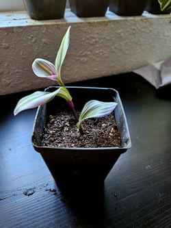 Easy Care Indoor Plant