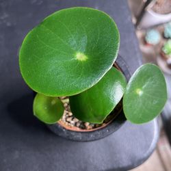 peperomia raindrop plant