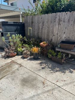 Free outdoor plants in the ally way