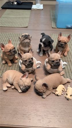 French Bulldog realistic model lot 10 total Cute Dogs!!