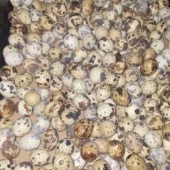 Quails Eggs And Birds