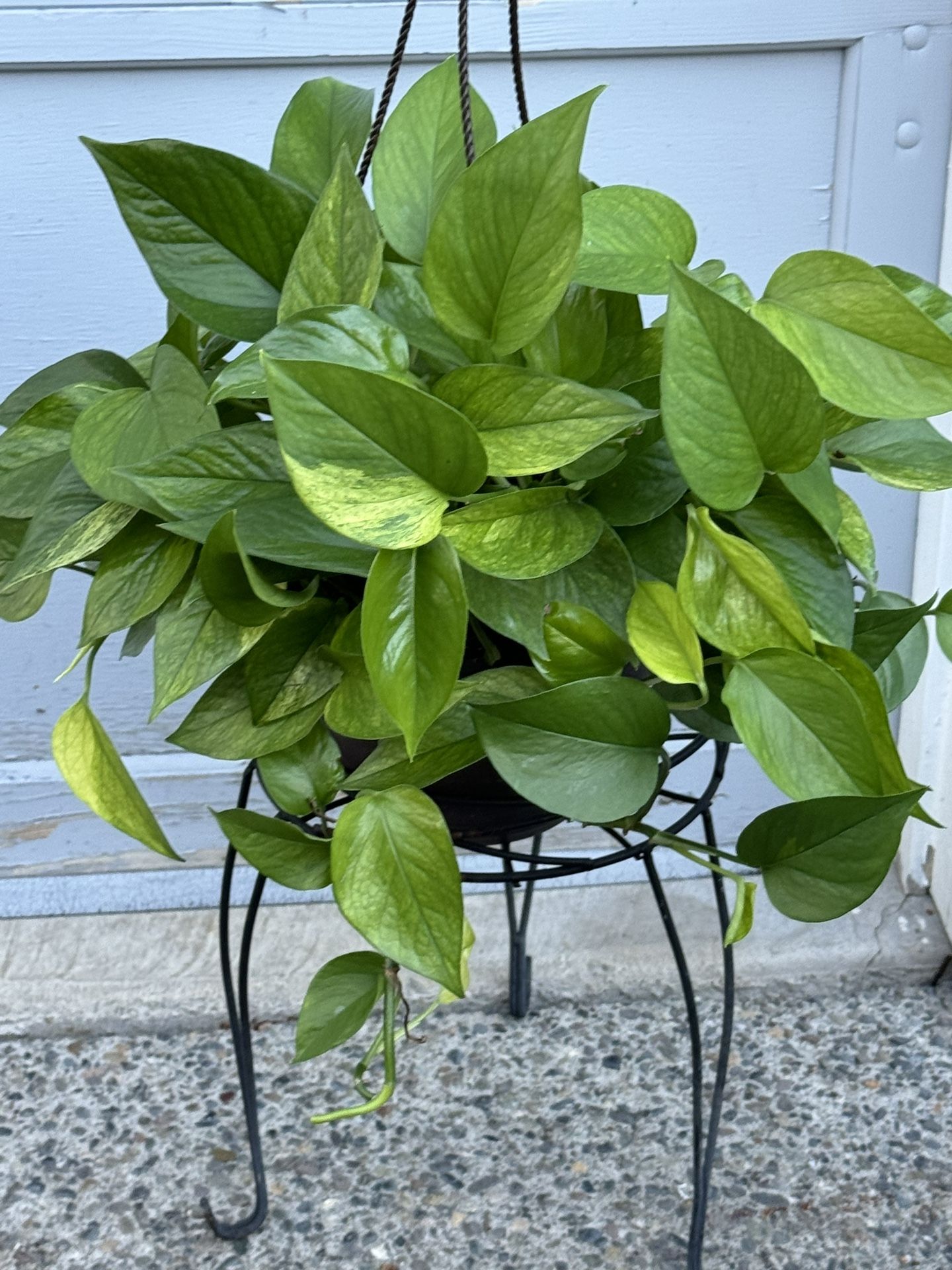 Pothos Epipremnum aureum 'Jessenia Rare for Sale in Federal Way, WA -  OfferUp