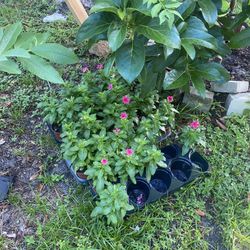 Beautiful Potted Plants