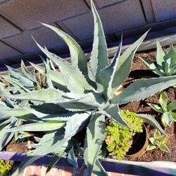 Agave Plants