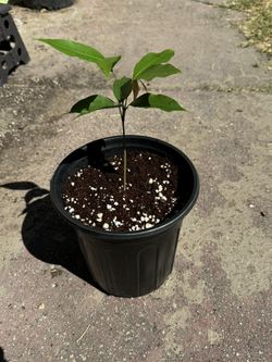 Emperor Lychee plant