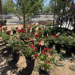 Rosas