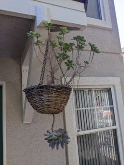 Hanging Succulents