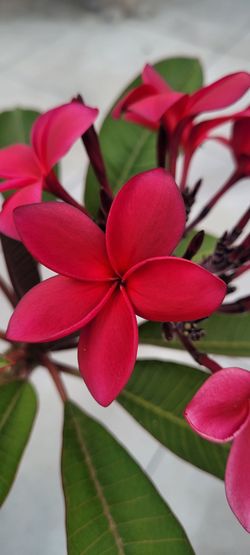 Frangipani Plumeria red Cuttings **plus Free cutting**