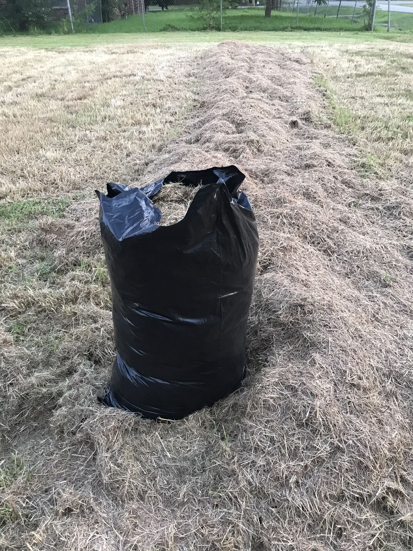 Free cut bagged grass