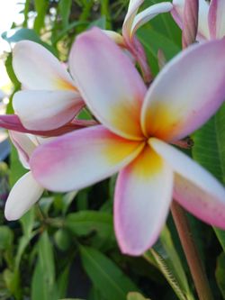 Pink plumeria $15 and $10