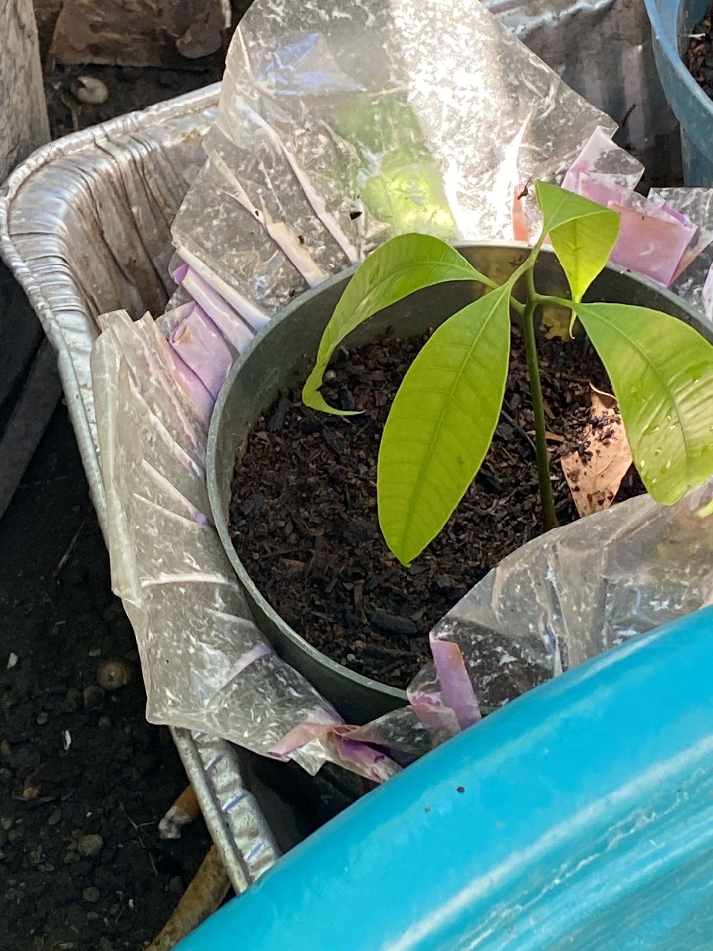 Mango Starter Plant