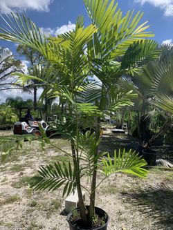 Alexander Palm ( Free Delivery )