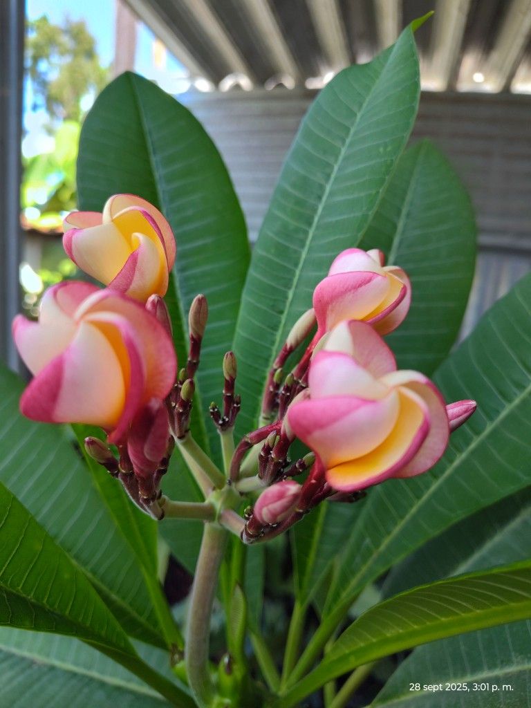 Bluming Plumeria Plant 5 Get Toll