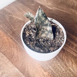 Sansevieria Coppertone 4” Plastic Pot