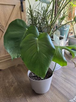 Monstera Deliciosa Plant