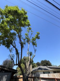 Trees 🌳