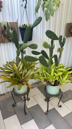 Cactus Con Prometías