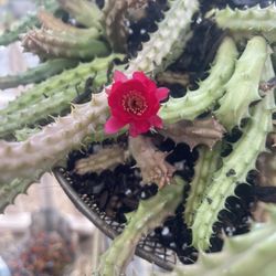 Cactus 🌵
