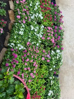 Pentas flower mix