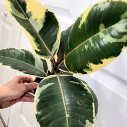 🌿Healthy Live Air Purifying Houseplant Beautiful Variegated Rubber Plant 16"Tall In Pot 5" ~ Easy To Care