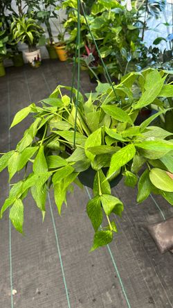 Hiya Fish Tail 6 Inch Pot